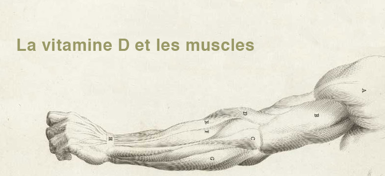 La vitamine D et les muscles