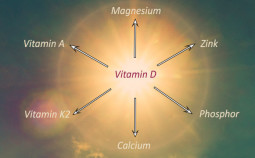 Vitamine-D-cofacteurs-785x360