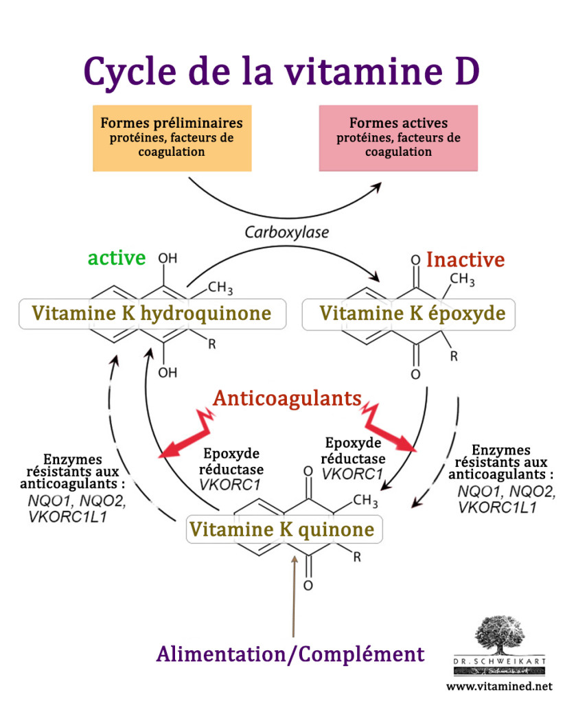 vitamine-k-cycle-1