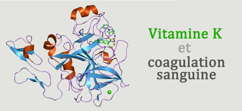 Vitamine K et coagulation sanguine